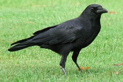 American Crow