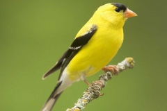 American Goldfinch