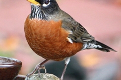 American Robin