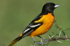 Baltimore Oriole