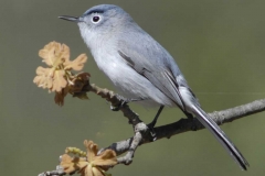 Blue-Gray Gnatcatcher