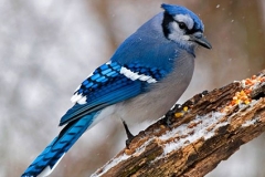 Blue Jay