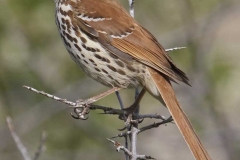 Brown Thrasher