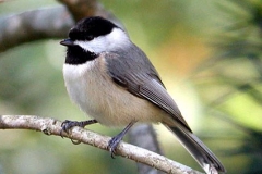Carolina Chickadee
