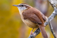 Carolina Wren