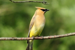 Cedar Waxwing