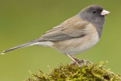 Dark Eyed Junco