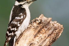 Downy Woodpecker