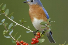 Eastern Bluebird