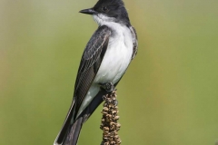 Eastern Kingbird