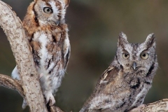 Eastern Screech Owl