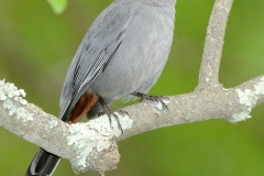 Gray Catbird