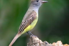 Great Crested Flycatcher
