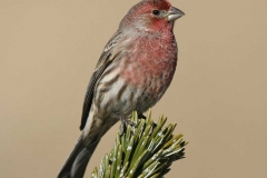House Finch