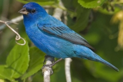 Indigo Bunting