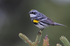 Myrtle Warbler