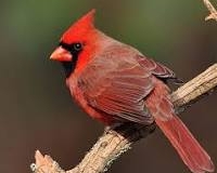 Northern Cardinal