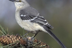 Northern Mockingbird