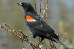 Red Winged Blackbird