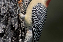 Red-bellied Woodpecker