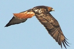 Red-tailed Hawk
