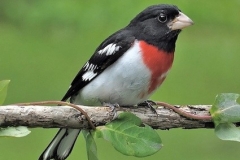 Rose-breasted Grosbeak