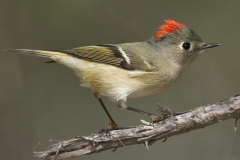 Ruby-crowned Kinglet