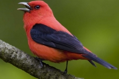 Scarlet Tanager