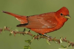 Summer Tanager