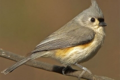 Tufted Titmouse