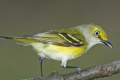 White-eyed Vireo